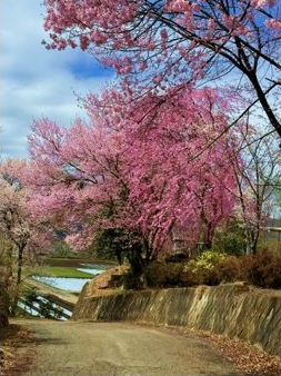 群馬県みなかみ町月夜野の桜