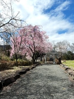 群馬県みなかみ町月夜野の桜